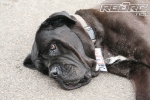 PitDog.jpg
