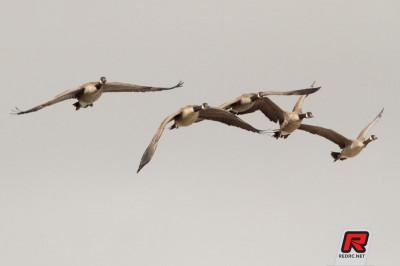 Gaggle of Geese